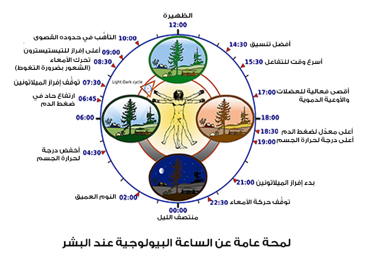 الساعة البيولوجية للنوم