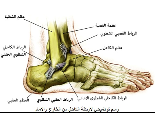 أجزاء القدم بالصور