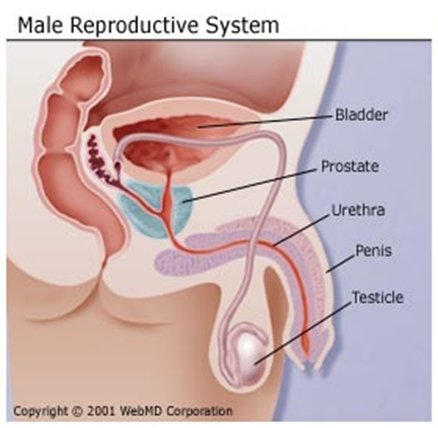 الجهاز التناسلي للذكر