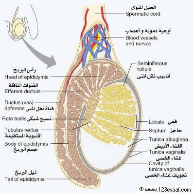 حبوب الصقيع المميزة في الخصية من الداخل Dsvdedommel Com