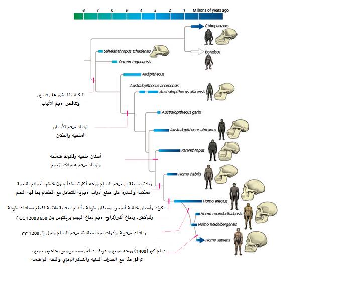 فلاسفة وعلماء عرب قدماء قالوا بنظرية التطوّر قبل داروين - صفحة 8 Pic_ret