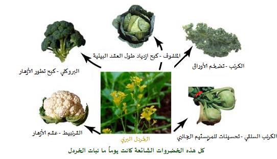 فلاسفة وعلماء عرب قدماء قالوا بنظرية التطوّر قبل داروين - صفحة 8 Pic_ret