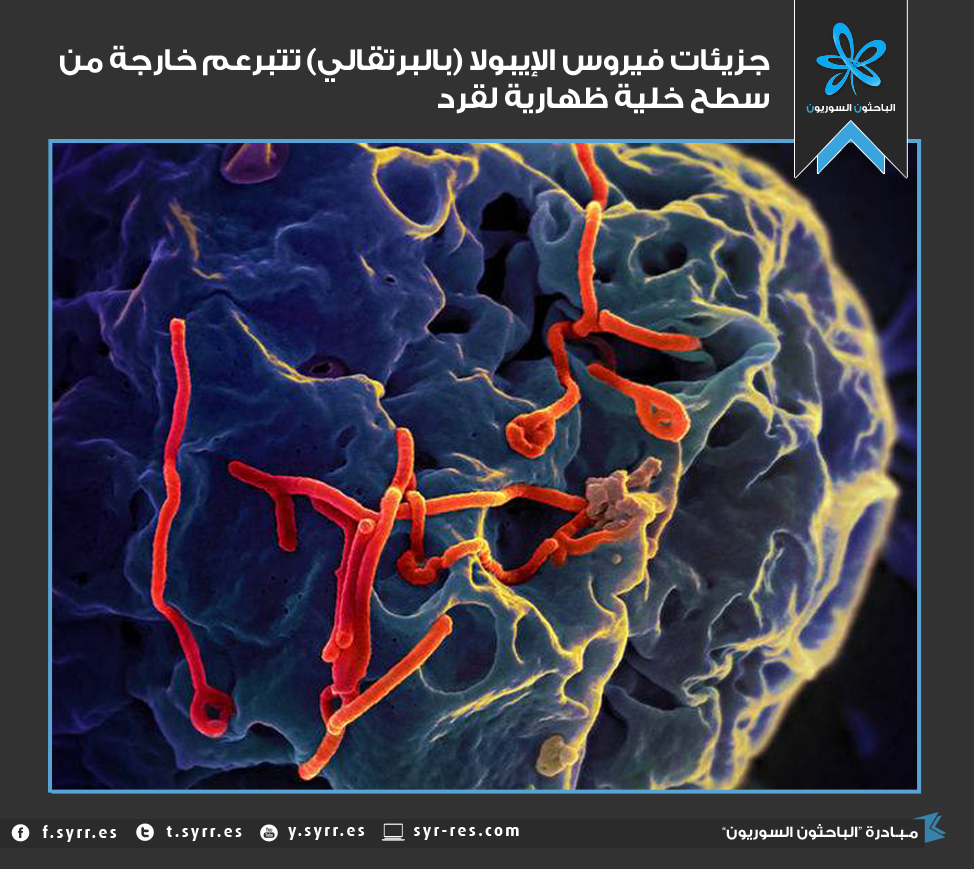 الباحثون السوريون صورة لجزيئات فيروس الإيبولا